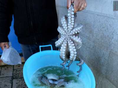 Domenico ci mostra un grosso polpo appena pescato